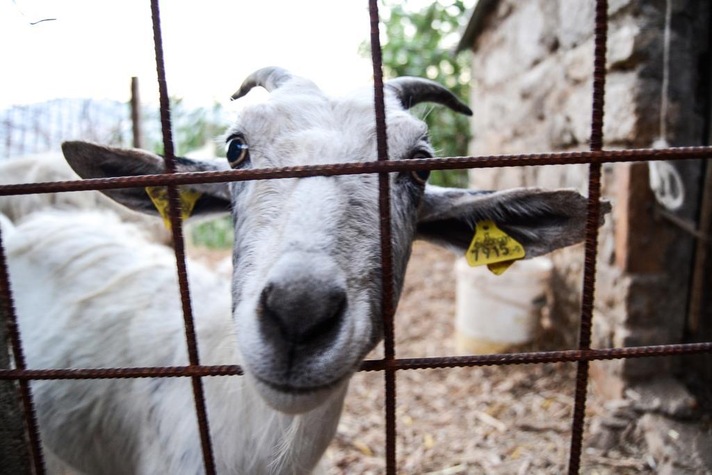 Casalanguida Agriturismo Montagnola Abruzzoヴィラ エクステリア 写真